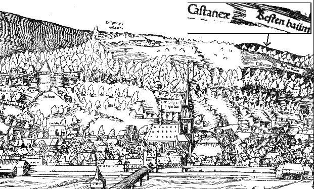 castaneaSebMuenster.gif (52234 Byte)