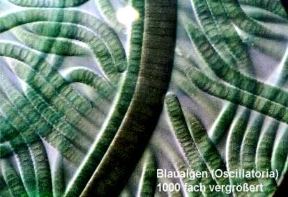 Blaualgen (24333 Byte)