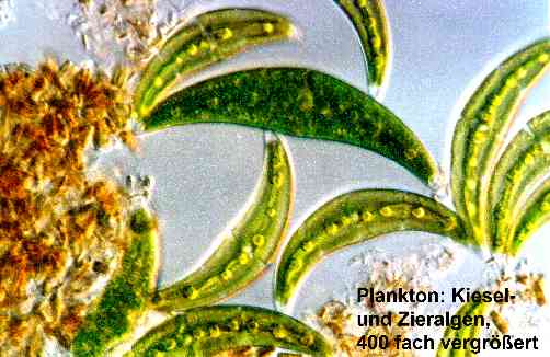 Plankon (25572 Byte)
