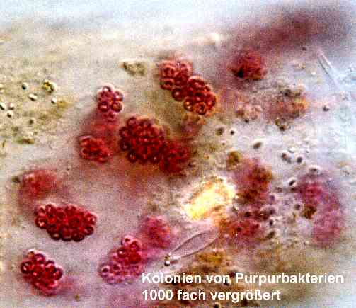 Purpur-Bakterien (25397 Byte)